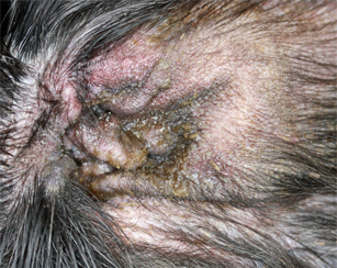 Erythematoceruminous otitis externa in dogs