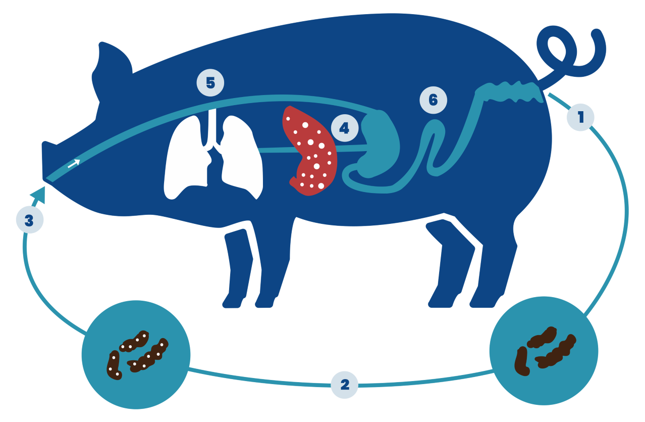 Swine deworming - worm infestation diagram