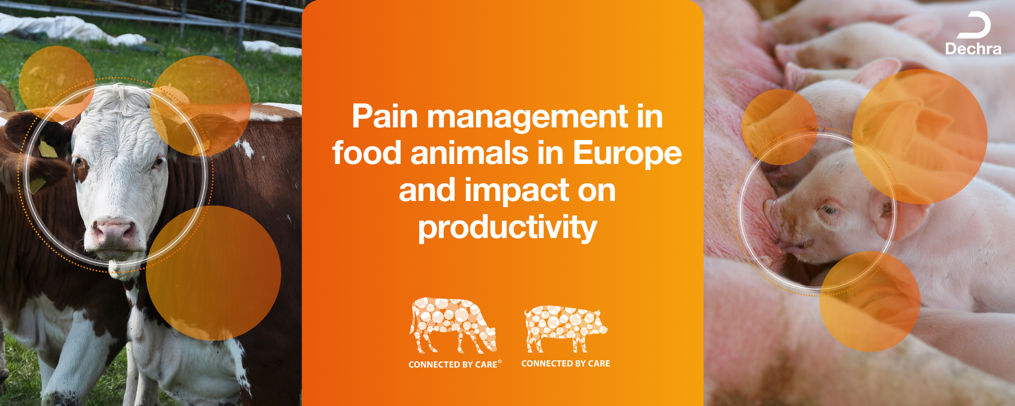 Mastitis in dairy production Describing dairy inflammation symptoms
