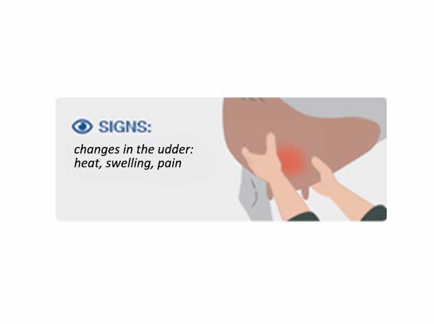 Clinical signs of mastitis involving cows in pain