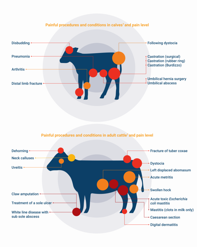 Painful procedures in calves and adult cows