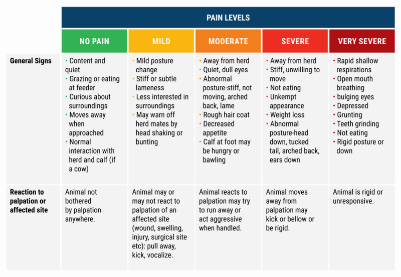 Pain levels in cattle