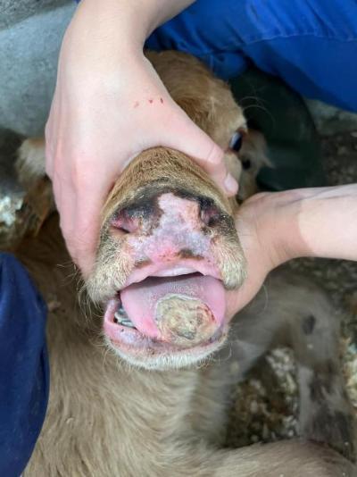 Sample list of pathogens associated with BRD