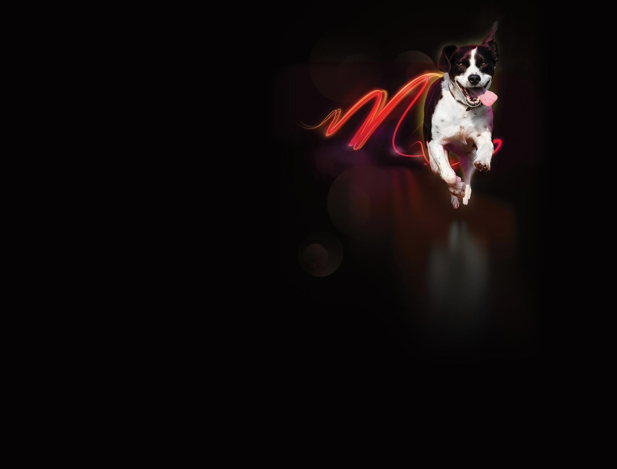 Dechra Pharmaceuticals - trilostane for dogs