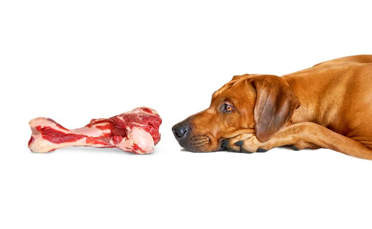 risks of raw feeding dogs