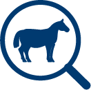 Understanding PPID in horses | Dechra UK