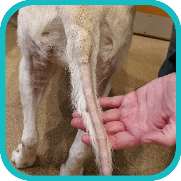 Rat tail from cushings syndrome dog