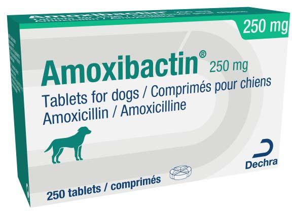 Amoxibactin 250mg tablets for dogs